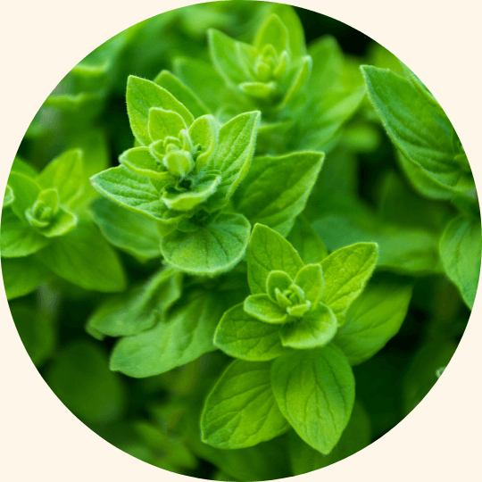 Oregano